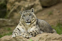 Snow leopard (Uncia uncia) captive, native to mountains of central and southern Asia
