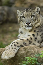 Snow leopard (Uncia uncia) captive, native to mountains of Central and southern Asia