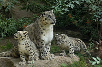 Snow leopard (Uncia uncia) mother with 2 cubs, captive, native to mountains of central and southern Asia