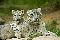 Snow leopard mother (Uncia uncia) with cub, captive, native to mountains of central and southern Asia