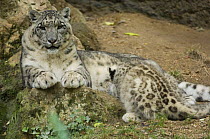 Snow leopard (Panthera uncia) mother suckling cub, captive, native to mountains of central and southern Asia