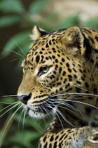 Portrait of a female Sri Lanka Leopard (Panthera pardus kotiya) captive, a vulnerable species