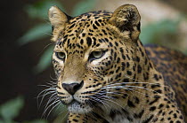 Portrait of a female Sri Lanka Leopard (Panthera pardus kotiya) captive, a vulnerable species