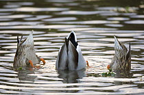 Mallard duck (Anas platyrhyndos) male and two femails up-ended dabbling in water, France