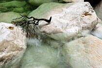Dead branch with water rushing past rocks, Gorropu gorge, Sardinia, Italy