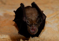 Horseshoe bat {Rhinolophus ferrumequinum} portrait hanging, Donini cave, Sardinia, Italy