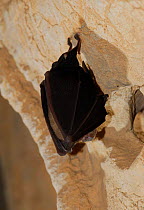Horseshoe bat {Rhinolophus ferrumequinum} hanging, Donini cave, Sardinia, Italy