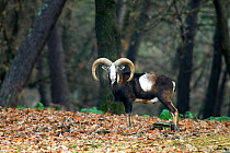 Mouflon {Ovis musimon} portrait in woodland, Sardinia, Italy