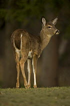 White-tailed Deer (Odocoileus virginianus) NY, USA