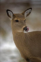 Female White-tailed Deer (Odocoileus virginianus) licking nose, NY, USA