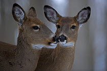 Two female White-tailed Deer (Odocoileus virginianus)  noses very close together, NY, USA