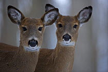 Portrait of two White-tailed female Deer (Odocoileus virginianus) NY, USA
