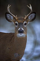 Young buck White-tailed Deer (Odocoileus virginianus) NY, USA