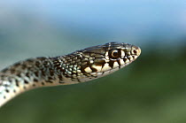 Balkan Whip Snake (Coluber gemonensis), portrait, Croatia