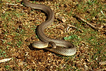 Large Whip Snake (Dolichophis caspius), cloudy eyes indicating imminent shedding of skin, Macedonia
