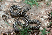 Four-lined Snake (Elaphe quatuorlineata) juvenile, Croatia