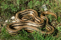 Four-lined Snake (Elaphe quatuorlineata), large adult female, Krk Island, Croatia