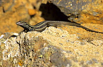 Boettger's Lizard (Gallotia caesaris) on rocks, Sabinosa, El Hierro, Canary Islands