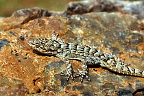 Kotschy's Gecko (Mediodactylus kotschyi), Naxos Island, Greece