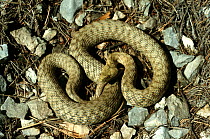 Dice Snake (Natrix tessellata), Krka National Park, Croatia