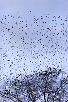 Flock of Starlings (Sturnus vulgaris) at dusk above Rooks (Corvus frugilegus) and Jackdaws (Corvus monedula) roosting in tree tops, Gloucestershire, UK