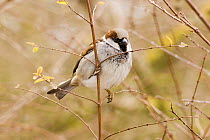 Male Common / House sparrow (Passer domesticus) perched on twig, grey cap clearly visible, Gloucestershire, UK
