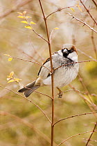 Male Common / House sparrow (Passer domesticus) perched on twig, grey cap clearly visible, Gloucestershire, UK