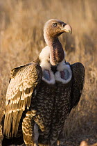 Ruppell's Griffon Vulture (Gyps rueppellii) clearly showing naked shoulder patches, Lewa Downs, Kenya