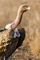 Ruppell's Griffon Vulture (Gyps rueppellii), Lewa Downs clearly showing naked shoulder patches, Kenya