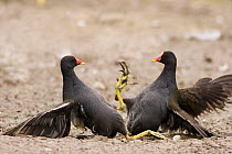 Male Moorhens (Gallinula chloropus) fighting with clawing feet locked together, Gloucestershire, UK