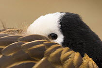 Head of White-faced Whistling Duck / White-faced Tree Duck (Dendrocygna viduata) tucked into feathers, resting, captive, Slimbridge, UK