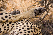 Cheetah (Acinonyx jubatus), hind feet (resting across another cheetah) showing pads and characterictic non-retracted claws, Kenya