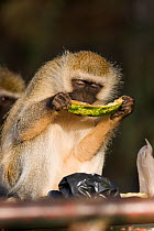 Vervet monkey (Chlorocebus / Cercopithecus aethiops) eating melon raided from bin, Kenya
