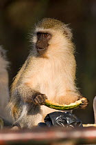 Vervet monkey (Chlorocebus / Cercopithecus aethiops) holding piece of melon raided from bin, Kenya