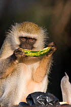 Vervet monkey (Chlorocebus / Cercopithecus aethiops) eating melon raided from bin, Kenya