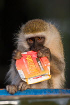 Vervet monkey (Chlorocebus / Cercopithecus aethiops) with drink carton raided from bin, ripping it open to get at leftover contents, Kenya