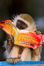 Vervet monkey (Chlorocebus / Cercopithecus aethiops) licking inside of drinks carton that it has raided from bin and ripped open, Kenya