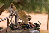 Vervet monkeys (Chlorocebus / Cercopithecus aethiops) raiding bin, grill on top of bin was supposed to stop them doing this, Kenya