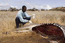 Grevy's zebra (Equus grevyi) carcass killed and eaten by lions. Scientist examining carcass of this endangered species for cause of death. Lewa Downs, Kenya
