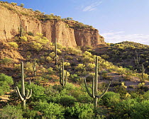 Saguaro {Carnegia gigantea}, Paloverde {Cercidium microphyllum} and Mesquite {Prosopis glandulosa} on cliffs of volcanic tuff, Hot Springs Canyon, Arizona, USA