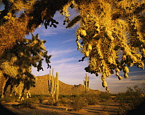 Saguaro {Carnegia gigantea} and Cholla cacti {Opuntia sp} Antelope Hills, Cabeza Prieta National Wildlife Refuge, Arizona, USA