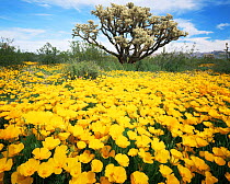 Carpet of yellow Mexican poppies {Eschscholtzia californica} with Chain cholla cactus {Opuntia fulgida} Puerto Blanco Mts, Organ Pipe National Monument, Arizona, USA