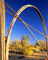 Skeleton frame of Organ pipe cactus {Cereus thurberi} framing Saguaro cactus {Carnegia gigantea} and Brittlebush {Encelia farinosa} Organ Pipe National Monument, Arizona, USA