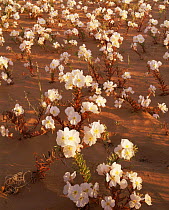 Sawtooth evening primrose {Oenothera pallida} flowering in San Rafael desert, Utah, USA