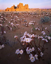 Sawtooth evening primrose {Oenothera pallida} flowering in San Rafael desert, Utah, USA with sandstone hoodoo formations in background