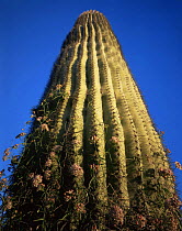 Smooth milkvine {Sarcostemma hirtellum} flowering against Saguaro cactus {Carnegia gigantea} Pinacate and Gran Desierto Altar Biosphere Reserve, Sonoran desert, Mexico
