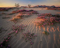 Sand verbena {Abronia villosa} flowering on sand dunes with Creosote bushes {Larrea tridentata} Sierra del Rosaria, Pinacate and Gran Desierto Altar Biosphere Reserve, Sonoran desert, Mexico