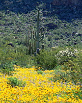 Mexican poppies {Eschscholtzia californica} flowering in desert with Chain cholla cactus {Opuntia fulgida} and Saguaro cactus {Carnegiea gigantea} and Organ Pipe Cactus {Cereus thurberi} Ajo Mtns, Org...