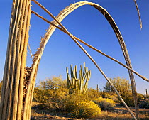 Skeleton frame of Organ Pipe Cactus {Cereus thurberi} frames Saguaro cactus {Carnegiea gigantea} and Brittlebush {Encelia farinosa} Organ Pipe Cactus National Monument, Arizona, USA