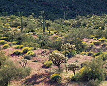 Brittlebush {Encelia farinosa} and Red owl's clover {Orthocarpus purpurascens} flowering in desert with Chain cholla cactus {Opuntia fulgida} Blanco Mtns, Organ Pipe Cactus National Monument, Arizona,...